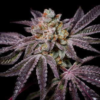 Insanity OG (Pure Instinto) Feminiserede