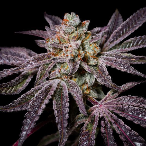 Insanity OG (Pure Instinto) Feminiserede