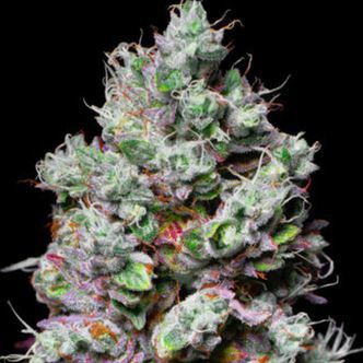 Mochi (Pure Instinto) feminiserede cannabisfr&oslash;