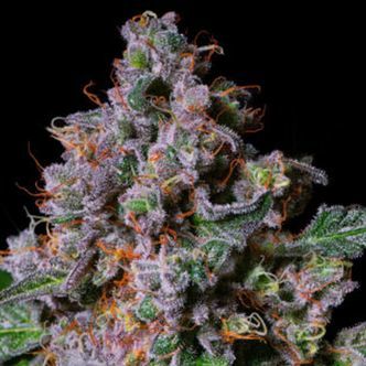 La Macedonia (Pure Instinto) feminiserede cannabisfr&oslash;