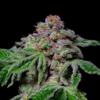 Sour Aloha (Pure Instinto) feminiserede cannabisfr&oslash;