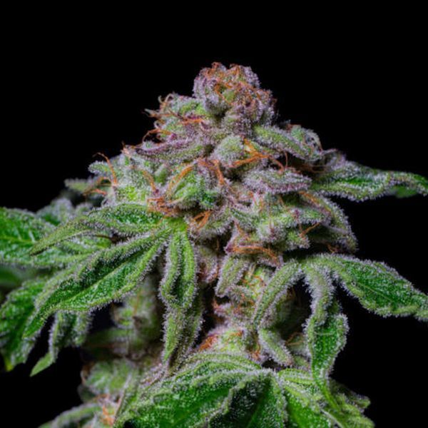 Sour Aloha (Pure Instinto) Feminiserede