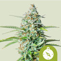 Northern Light Autoflower (Royal Queen Seeds) Feminiserede