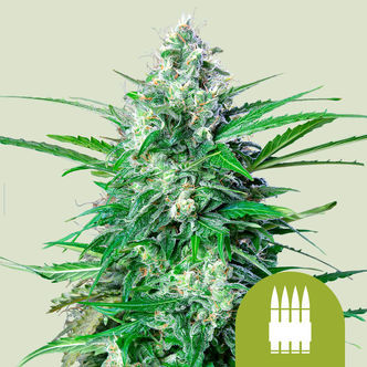 Royal AK Automatic (Royal Queen Seeds) feminiserede