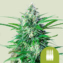 Royal AK Autoflower (Royal Queen Seeds) Feminiserede