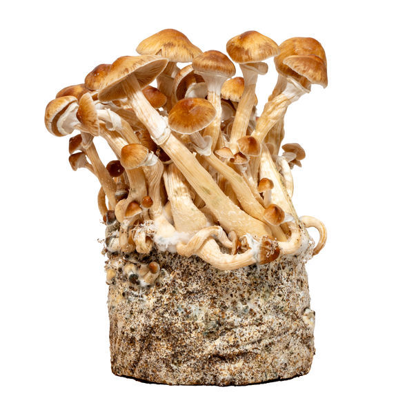 Cambodiansk væskekulturssprøjte (Acid Shroomz)