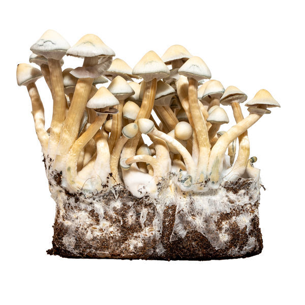 Albino A+ væskekultursprøjte (Acid Shroomz)
