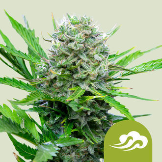 Royal Bluematic (Royal Queen Seeds) Feminiserede
