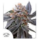 Blue Zushi (Dutch Passion) Feminiserede
