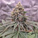 Blue Zushi (Dutch Passion) Feminiserede