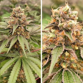 GMO Fast (Dutch Passion) Feminiserede
