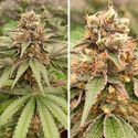GMO Fast (Dutch Passion) Feminiserede
