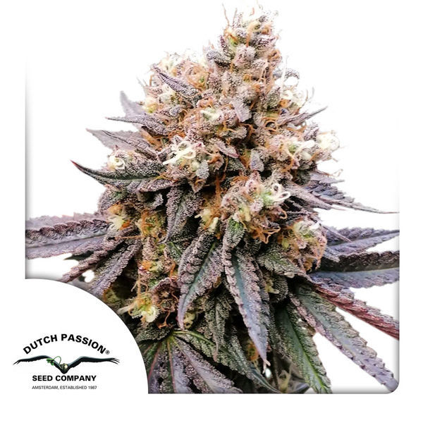 GMO Fast (Dutch Passion) Feminiserede