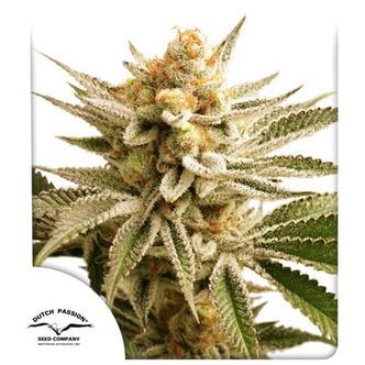 Lemon Z (Dutch Passion) feminiseret