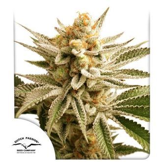 Lemon Z (Dutch Passion) Feminiserede