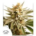 Lemon Z (Dutch Passion) Feminiserede