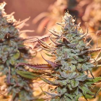 Lemon Z (Dutch Passion) Feminiserede