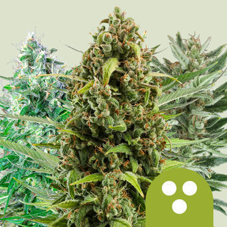 Autoflower mix (Royal Queen Seeds) feminiserede