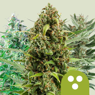 Autoflowering Mix (Royal Queen Seeds) Feminiserede