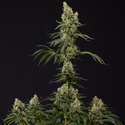 Permanent Marker (Zamnesia Seeds) Feminiserede