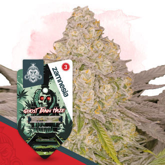 Ghost Train Haze Autoflower (Zamnesia Seeds) Feminiserede