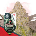 Ghost Train Haze Autoflower (Zamnesia Seeds) Feminiserede