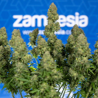 Ghost Train Haze Autoflower (Zamnesia Seeds) Feminiserede