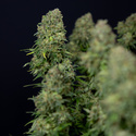 Ghost Train Haze Autoflower (Zamnesia Seeds) Feminiserede