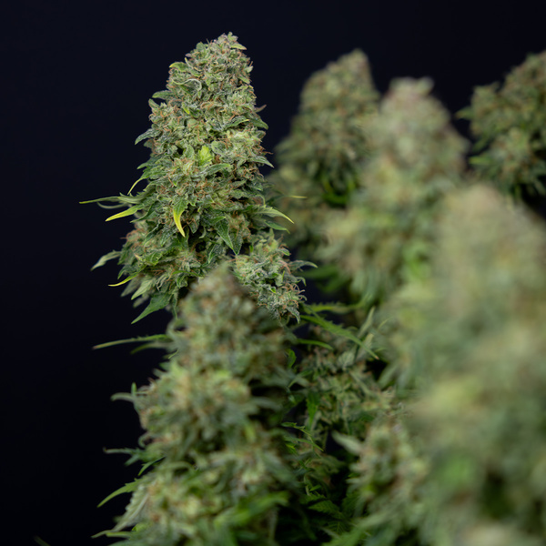 Ghost Train Haze Autoflower (Zamnesia Seeds) Feminiserede