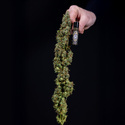 Ghost Train Haze Autoflower (Zamnesia Seeds) Feminiserede