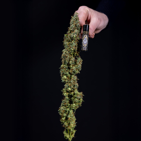 Ghost Train Haze Autoflower (Zamnesia Seeds) Feminiserede