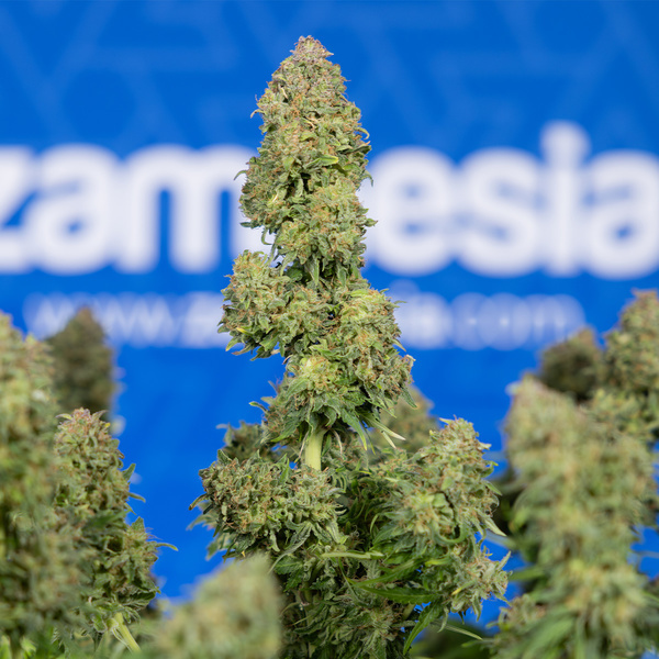 Ghost Train Haze Autoflower (Zamnesia Seeds) Feminiserede