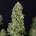 Ghost Train Haze Autoflower (Zamnesia Seeds) Feminiserede