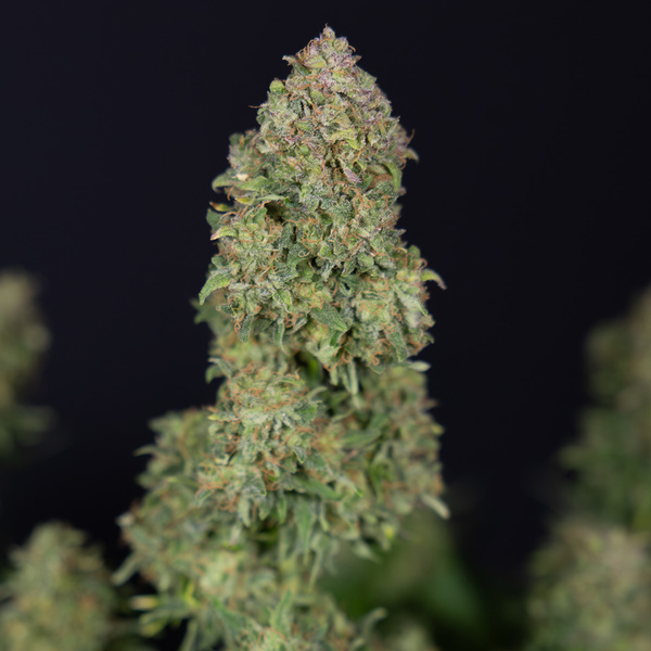 Ghost Train Haze Autoflower (Zamnesia Seeds) Feminiserede