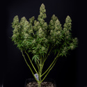 Ghost Train Haze Autoflower (Zamnesia Seeds) Feminiserede