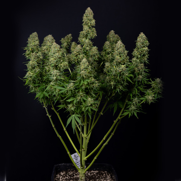 Ghost Train Haze Autoflower (Zamnesia Seeds) Feminiserede