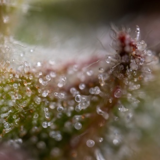 Ghost Train Haze Autoflower (Zamnesia Seeds) Feminiserede