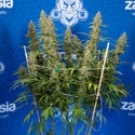 Ghost Train Haze Autoflower (Zamnesia Seeds) Feminiserede