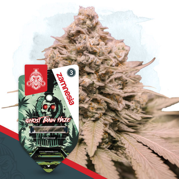 Ghost Train Haze (Zamnesia Seeds) Feminiserede