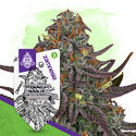Permanent Marker Autoflower (Zamnesia Seeds)
