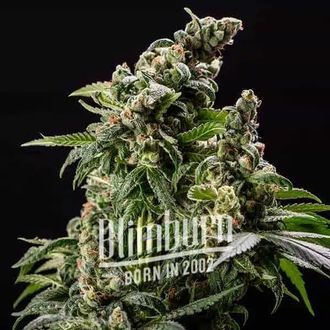 Cafe Racer Auto (Blimburn Seeds) Feminiserede