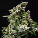 Cafe Racer Auto (Blimburn Seeds) Feminiserede