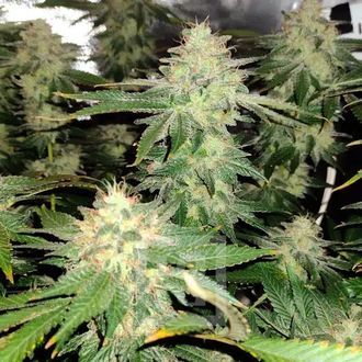 Blackberry Moonrocks (Blimburn Seeds) Feminiserede