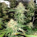 Blackberry Moonrocks (Blimburn Seeds) Feminiserede