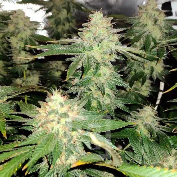 Blackberry Moonrocks (Blimburn Seeds) Feminiserede