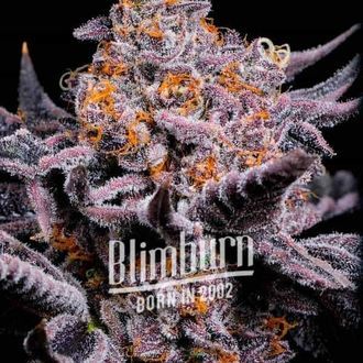 Bubble Gum Sherb (Blimburn Seeds) Feminiserede