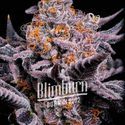Bubble Gum Sherb (Blimburn Seeds) Feminiserede