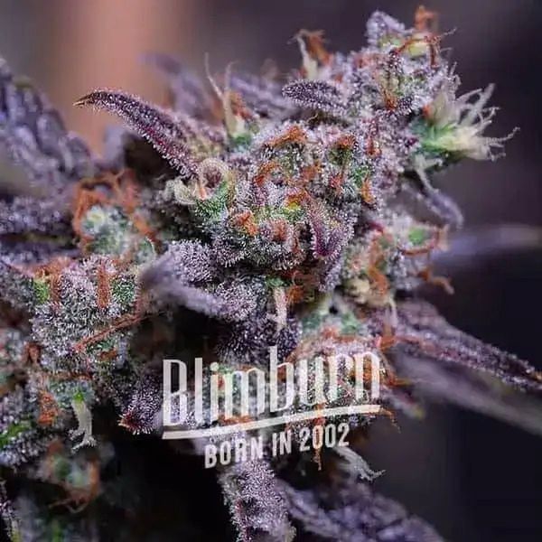 Blackberry Moonstones Auto (Blimburn Seeds) Feminiserede