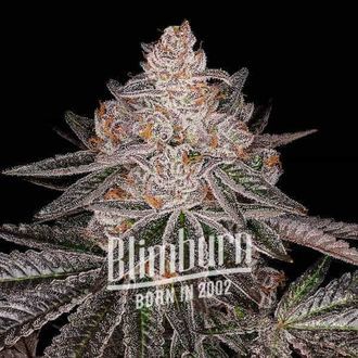 Apple Fritter Auto (Blimburn Seeds) Feminiserede