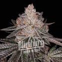 Apple Fritter Auto (Blimburn Seeds) Feminiserede